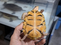 クリックで拡大画像表示