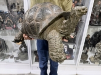 クリックで拡大画像表示