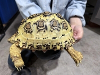 クリックで拡大画像表示