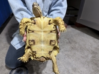 クリックで拡大画像表示
