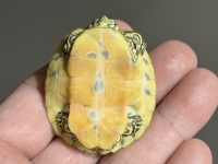 クリックで拡大画像表示