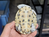 クリックで拡大画像表示