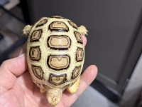 クリックで拡大画像表示