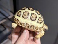 クリックで拡大画像表示
