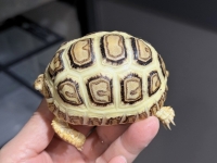 クリックで拡大画像表示