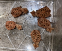 クリックで拡大画像表示