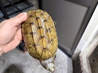 クリックで拡大画像表示