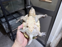 クリックで拡大画像表示