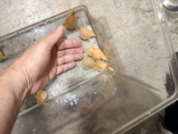 クリックで拡大画像表示