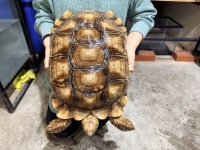 クリックで拡大画像表示