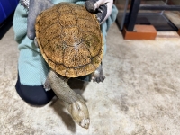 クリックで拡大画像表示