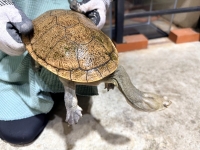 クリックで拡大画像表示