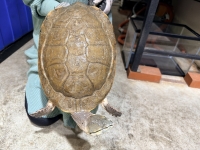 クリックで拡大画像表示
