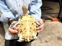 クリックで拡大画像表示