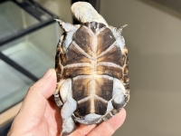クリックで拡大画像表示