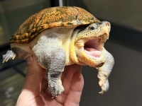 クリックで拡大画像表示