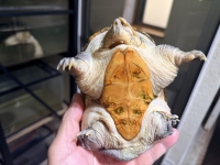 クリックで拡大画像表示