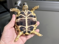 クリックで拡大画像表示