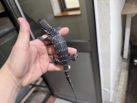 クリックで拡大画像表示