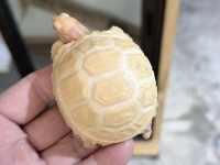 クリックで拡大画像表示