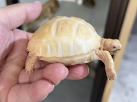 クリックで拡大画像表示