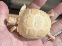 クリックで拡大画像表示